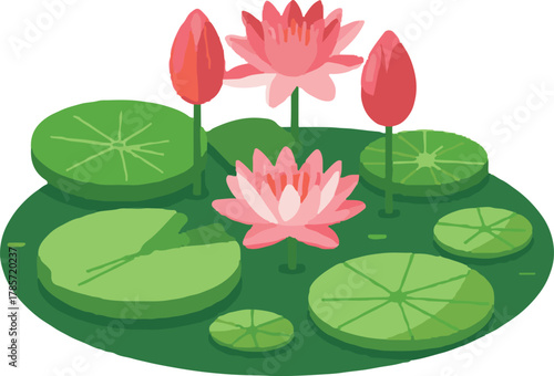 pink lotus flower