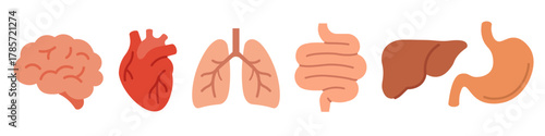 Organs icon. Body Organs icon set