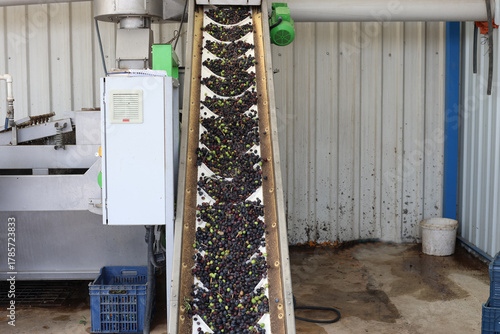 Olives moving up on processing conveyor