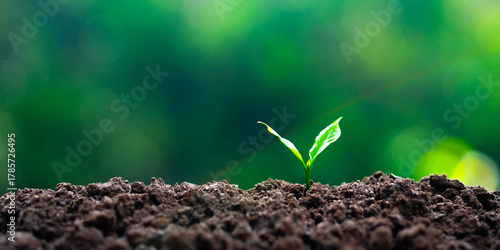 Bild auf Leinwand Growing seedlings and reforestation for the environment
