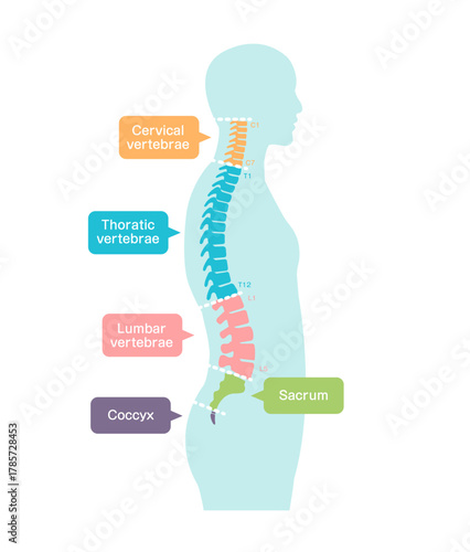 Vector illustration of spine segments anatomy