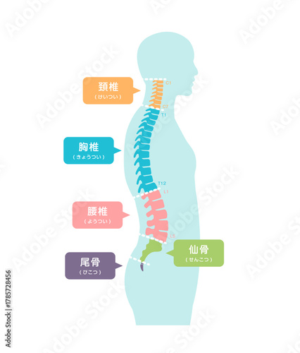 横から見た脊柱の部位名　ベクターイラスト