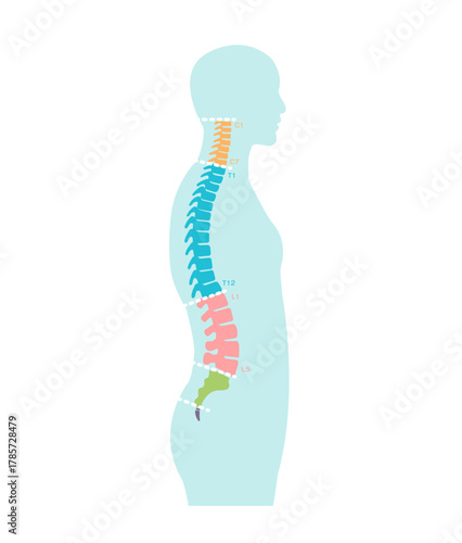Vector illustration of spine segments anatomy