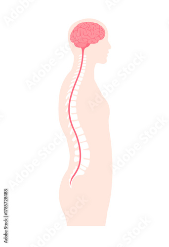 Brain and spinal cord vector illustration