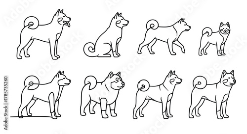 Shiba inu dog breed line art poses for animal education resources