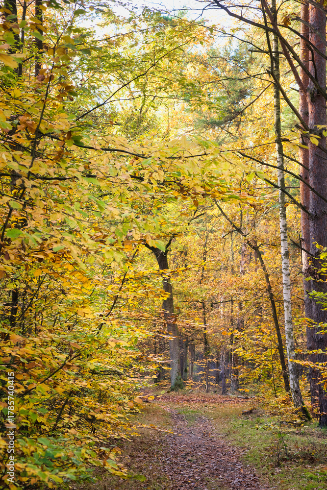 Fototapeta premium Picturesque autumn forest path with colorful foliage and falling leaves.