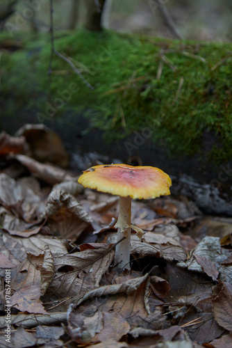 mushroom in the forest