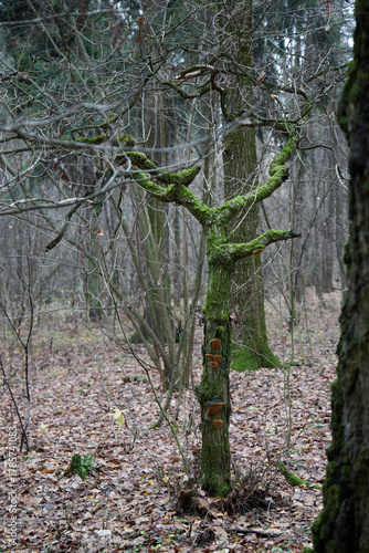tree in the forest