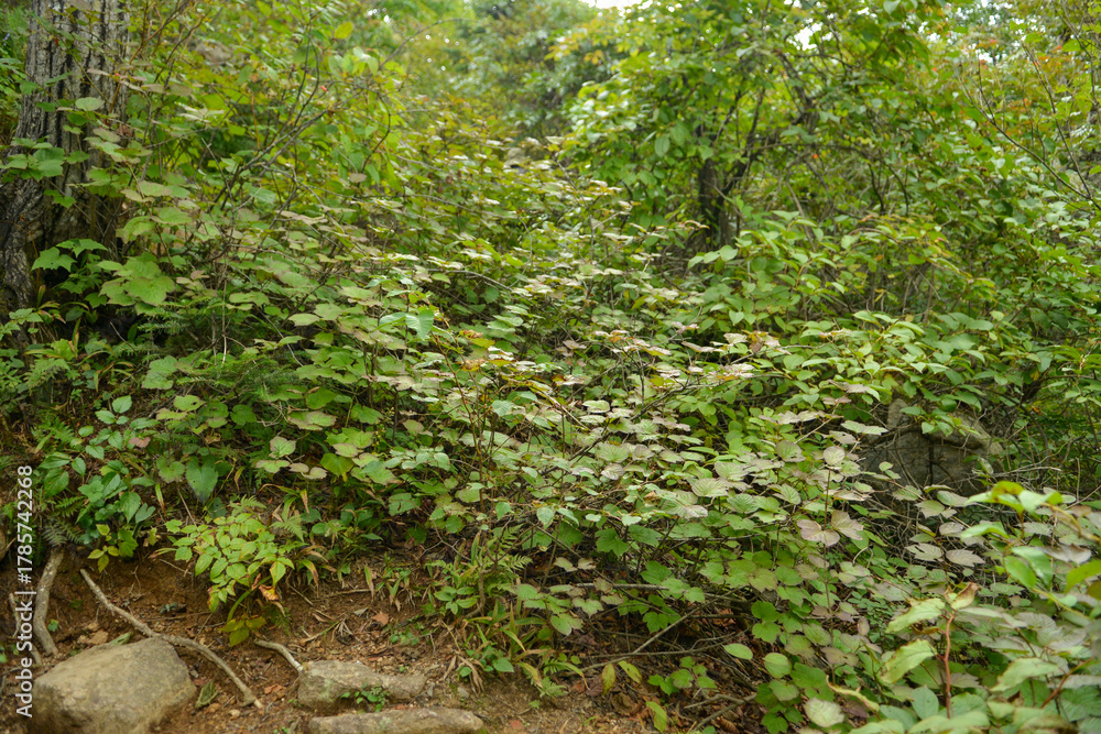 Fototapeta premium Viburnum koreanum, Korean viburnum with white flowers and red autumn foliage, a native deciduous shrub of Korea.
