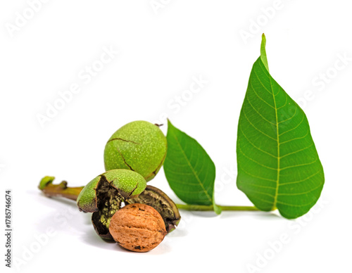 Walnüsse vor einem weißen Hintergrund