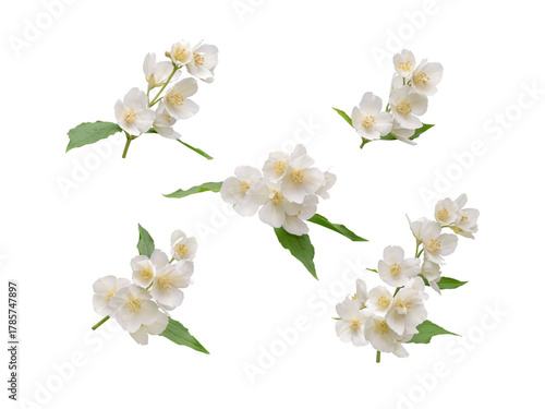 Mock orange branches with white flowers isolated transparent png