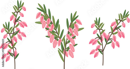 Vector illustration of Calluna Vulgaris, Heather or Erica flowers. The Native Flower of Norway. Isolated elements on white background. Perfect for game icon or other design works.
