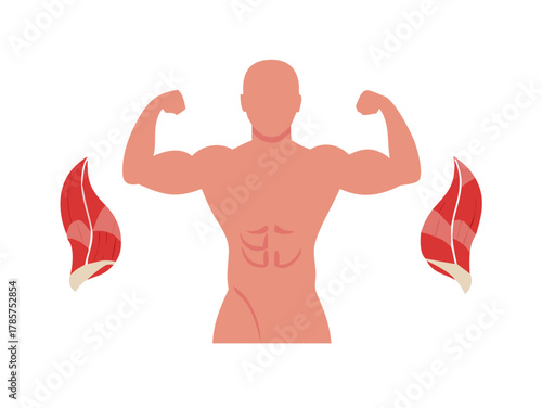 Human muscles anatomy model vector
