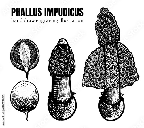 Phallus impudicus mushroom at all stages of development. Sketch, common stinkhorn hand drawn botanical vector illustration on transparent background