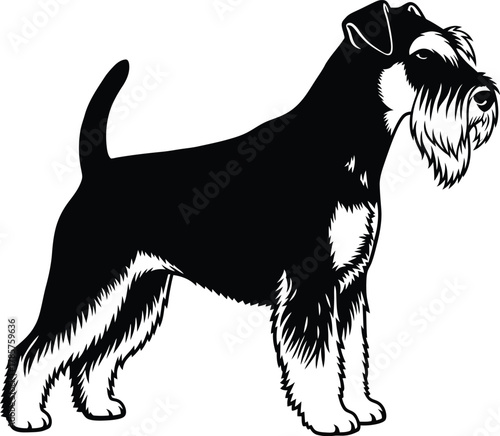 Schnauzer dog breed illustration vector art black and white design pet eps silhouette