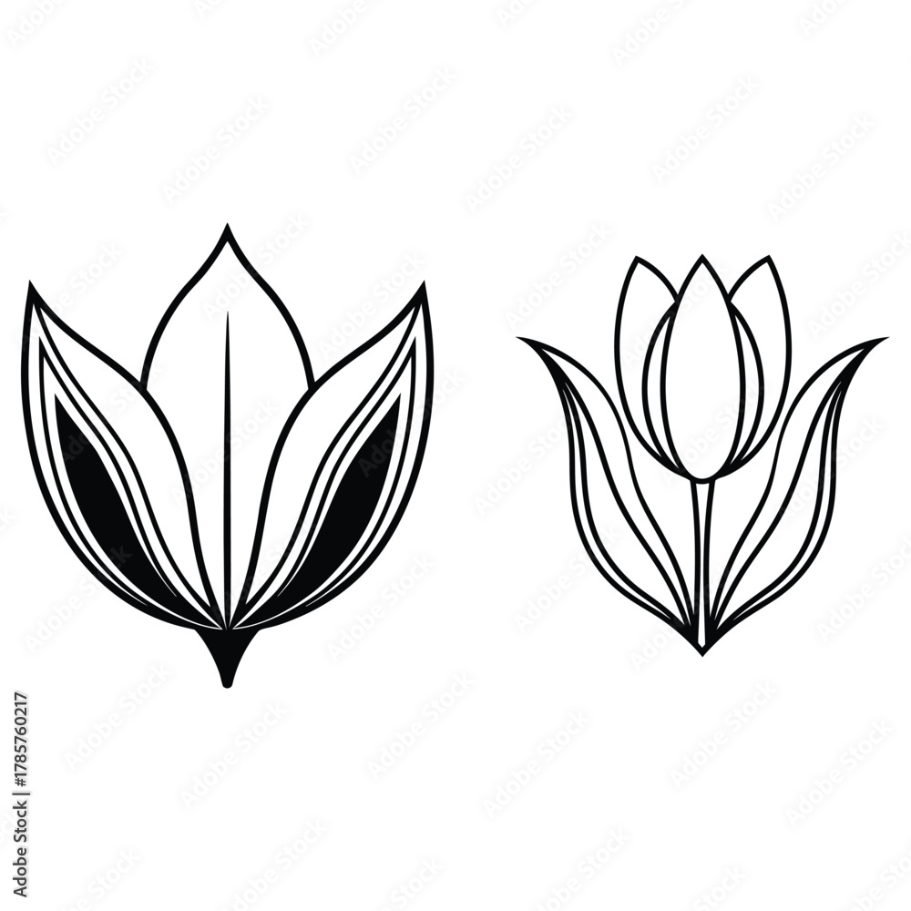 Obraz premium Tulip Flower Outline