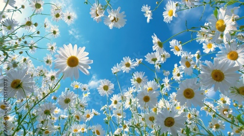 Bright daisies bloom under a clear blue sky in a vibrant garden during springtime