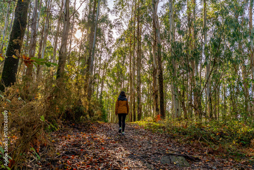 Wallpaper Mural Woman hiking through eucalyptus forest during autumn Torontodigital.ca