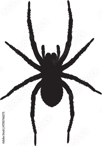 Black silhouette of a spider with eight legs spread out on a white background insect arachnid on transparent background