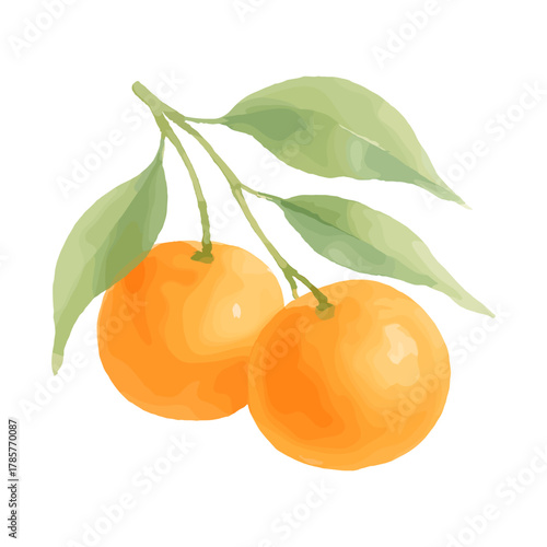 Fresh Tangerines with Leaves for Holiday and Winter Season