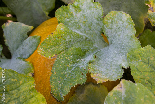 Powdery mildew on pumpkin leaves. Pumpkin leaves turn yellow and dry after being affected by a fungus. Pumpkin leaves damaged by a fungus.
