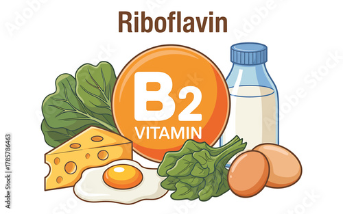 Riboflavin vitamin b2 food sources: milk, eggs, cheese, and spinach.
