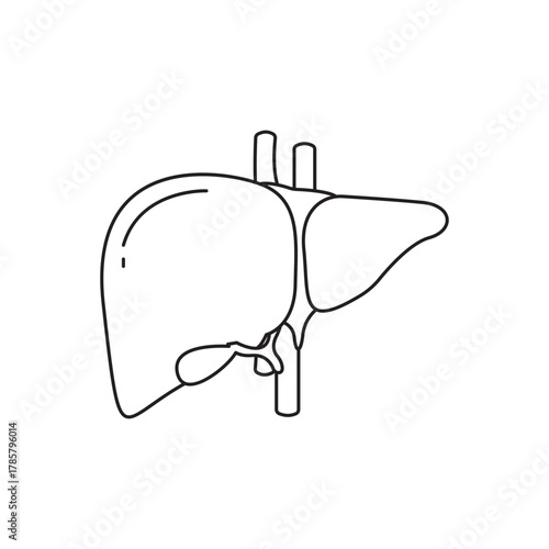 Liver Anatomy Diagram Human Organ Illustration Hepatic System Medical Graphic Biology Healthcare Anatomical Outline