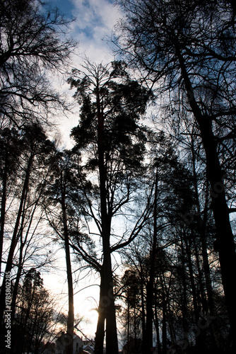 Silhouette of pine trees in the forest at sunset time.