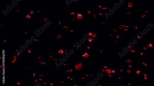 Red rose petals are thrown out and slowly fall, alpha channel. Occupying the entire screen, dreamy and beautiful, use for advertising, wedding videos, stage atmosphere, visual effect, dance background