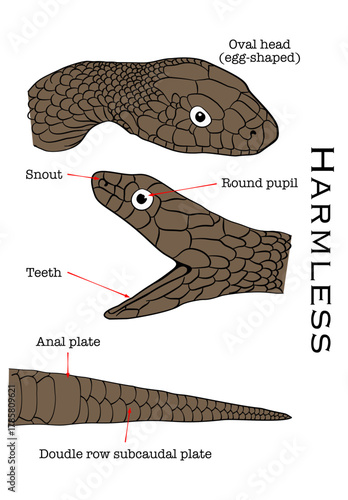 Identification of harmless snakes species.