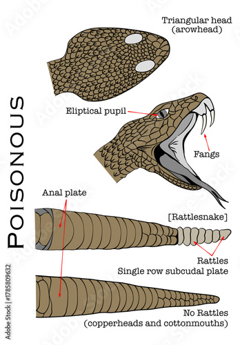 Identification of poisonous snakes species.