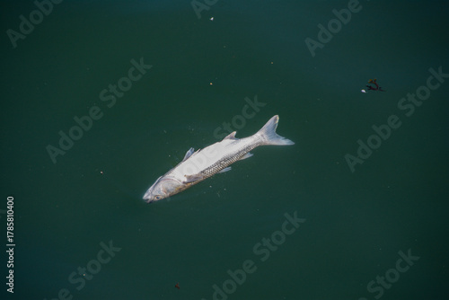 Dead fish in the water