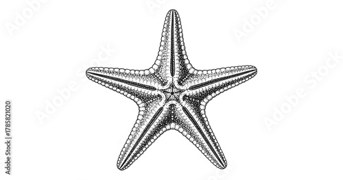 Detailed black and white starfish drawing with intricate patterns