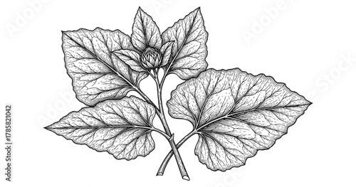 Detailed botanical line art of hibiscus leaves and buds in black and white