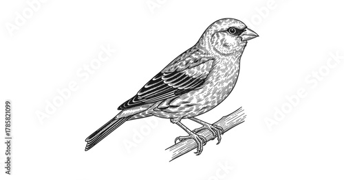 Detailed sparrow line art on branch