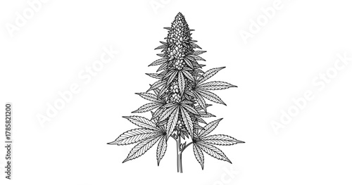 Intricate black and white cannabis plant drawing with detailed leaves