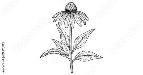 Detailed botanical drawing of echinacea with elegant lined style on white background