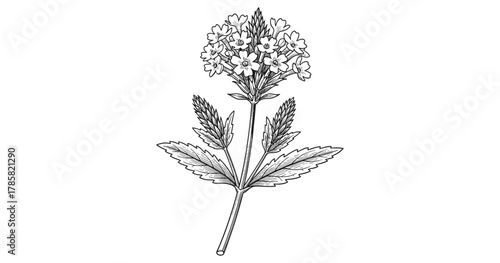 Intricate botanical line art of verbena flower with detailed leaves and stems