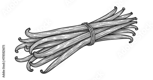 Vintage hand drawn vanilla beans with detailed hatching design