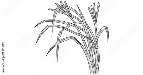 Dynamic line art of sugar cane plant with abstract leaves