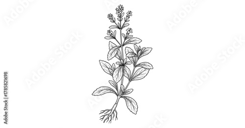 Botanical sketch of a flowering herb with roots