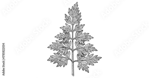 Intricate botanical artwork featuring detailed black and white mugwort leaf drawing