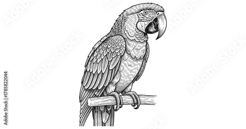 Detailed black and white parrot illustration on branch