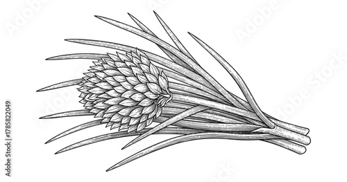 Intricate monochrome artichoke sketch with leaves in detailed line art style
