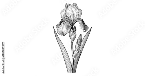 Detailed botanical iris flower drawing with intricate line art on white background