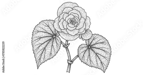 Intricate black and white begonia flower with detailed leaves artwork