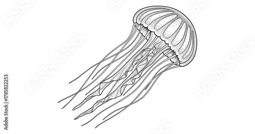 Intricate hand drawn jellyfish with detailed lines and patterns in black and white