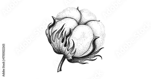 Detailed cotton plant drawing with vintage botanical design