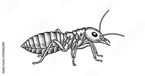 Detailed black and white termite sketch in side profile