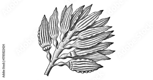 Intricate botanical drawing of a seaweed plant with detailed line art